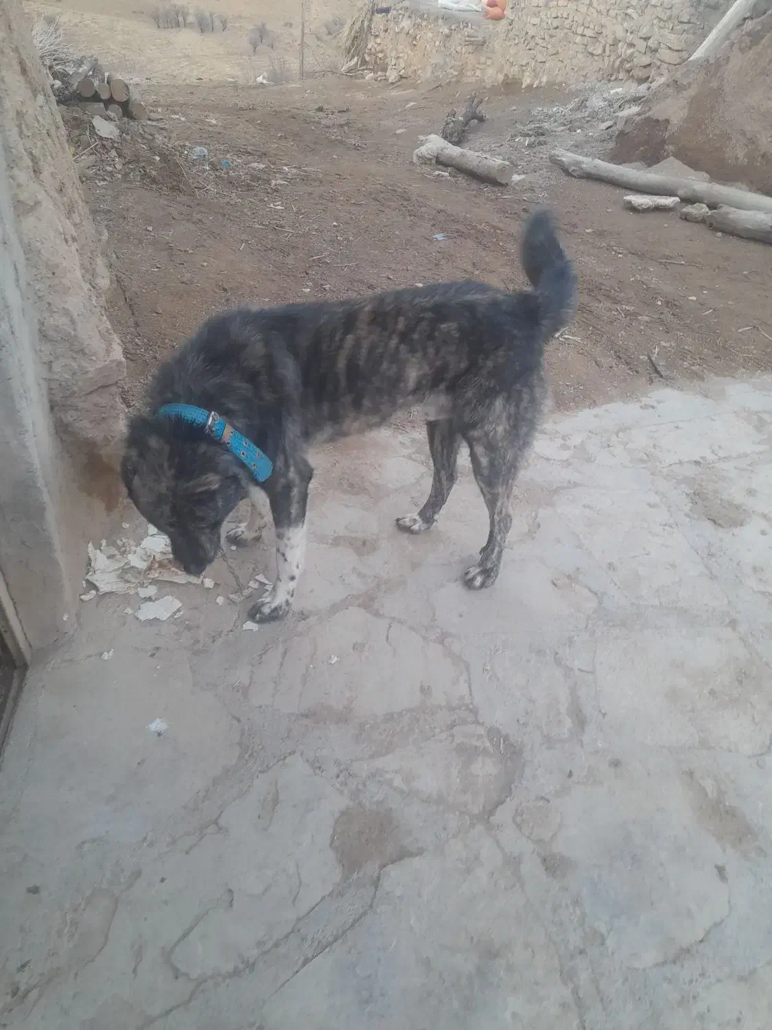 سگ افغان|سگ|آوج, |دیوار