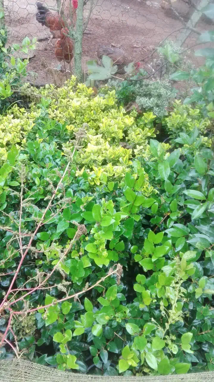 تعدادی گل گلدانی|گل و گیاه طبیعی|کلاچای, |دیوار