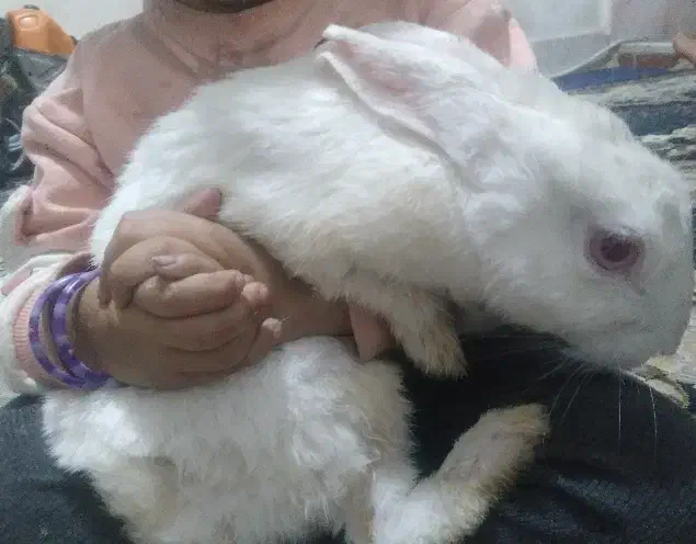 خرگوش|موش و خرگوش|قم, شهر قائم|دیوار