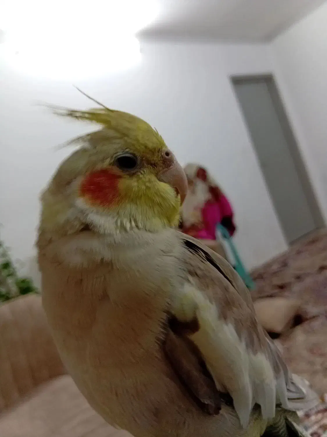 عروس هلندی|پرنده|زرندیه, |دیوار