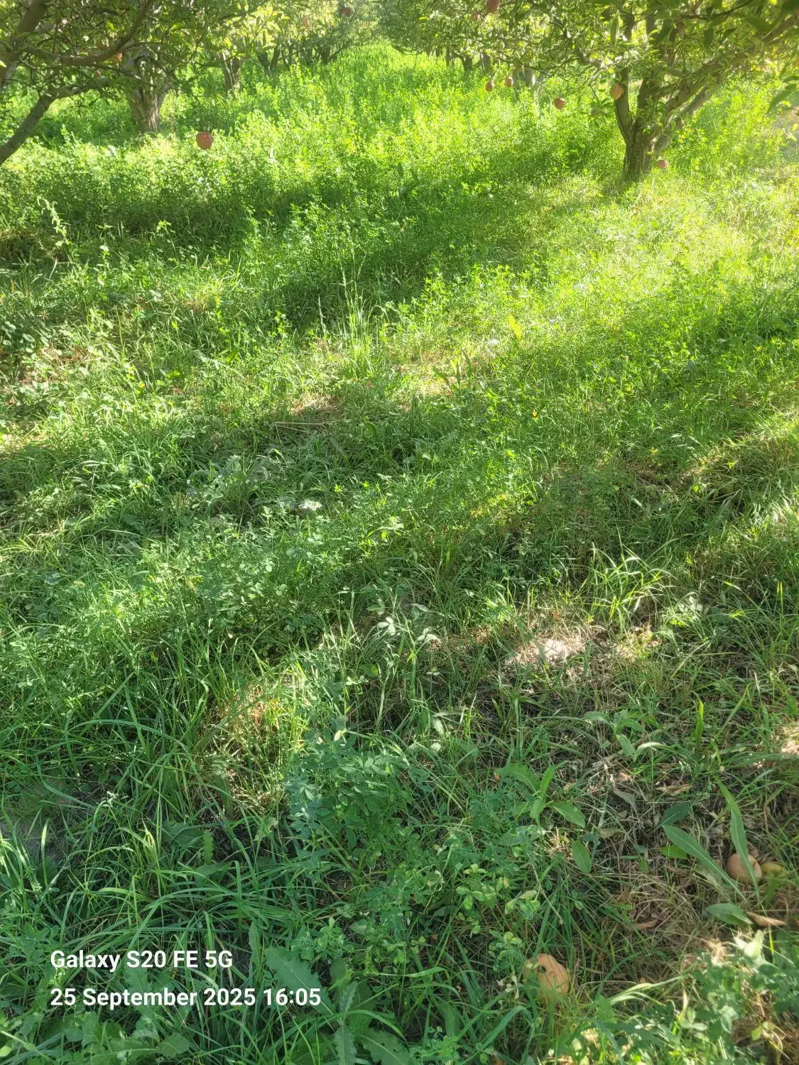 اجاره یونجه و علف زار برای چرای گوسفند ۶ هکتار|اجارهٔ دفتر صنعتی، کشاورزی، تجاری|مراغه, |دیوار