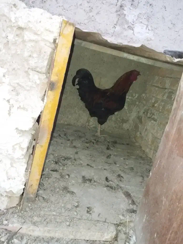 خروس چهل تاج|حیوانات مزرعه|هشتگرد, هشتگرد قدیم|دیوار