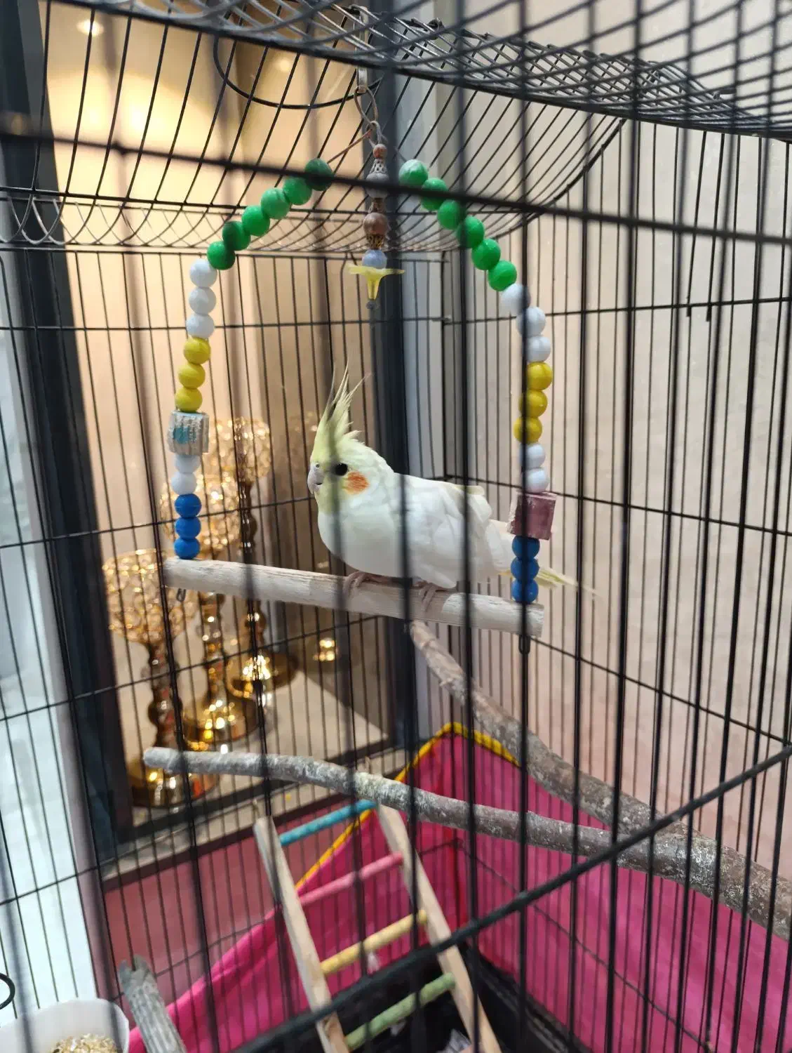 پرنده عروس هلندی چشم گیلاسی با قفس|پرنده|اردبیل, |دیوار