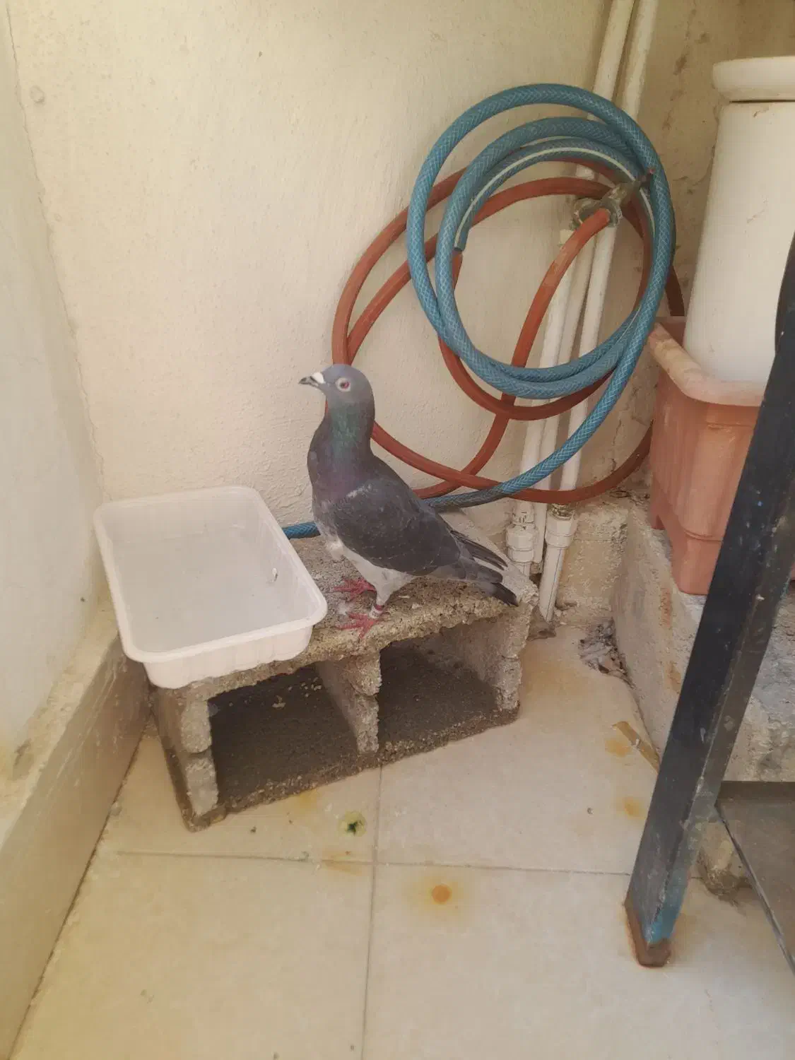 معاوضه  کبوتر سبز پلاکی کیلومتری با قناری|پرنده|برازجان, |دیوار