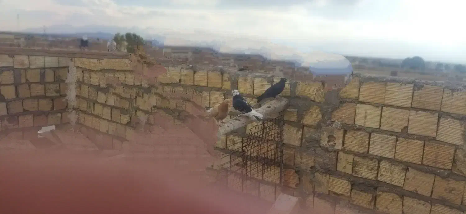 کفتر|پرنده|زارچ, |دیوار