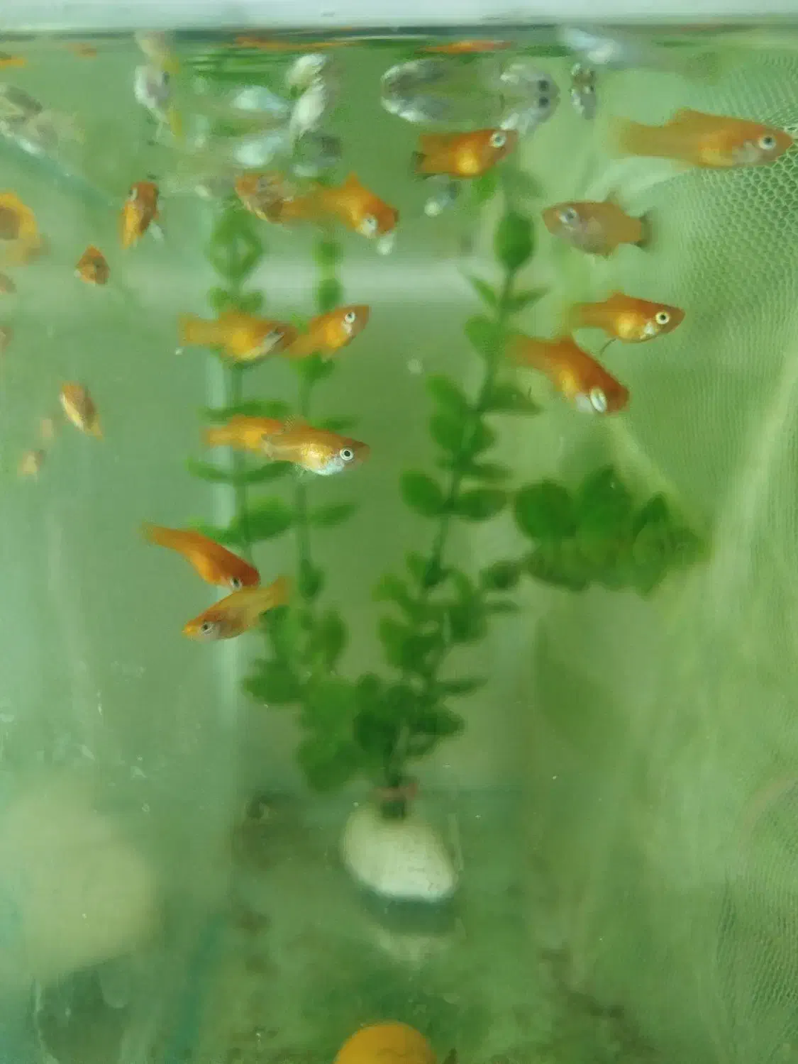 بچه ماهی پلاتی خونی و ماهی گوپی فول رد بزرگ|ماهی|تویسرکان, |دیوار