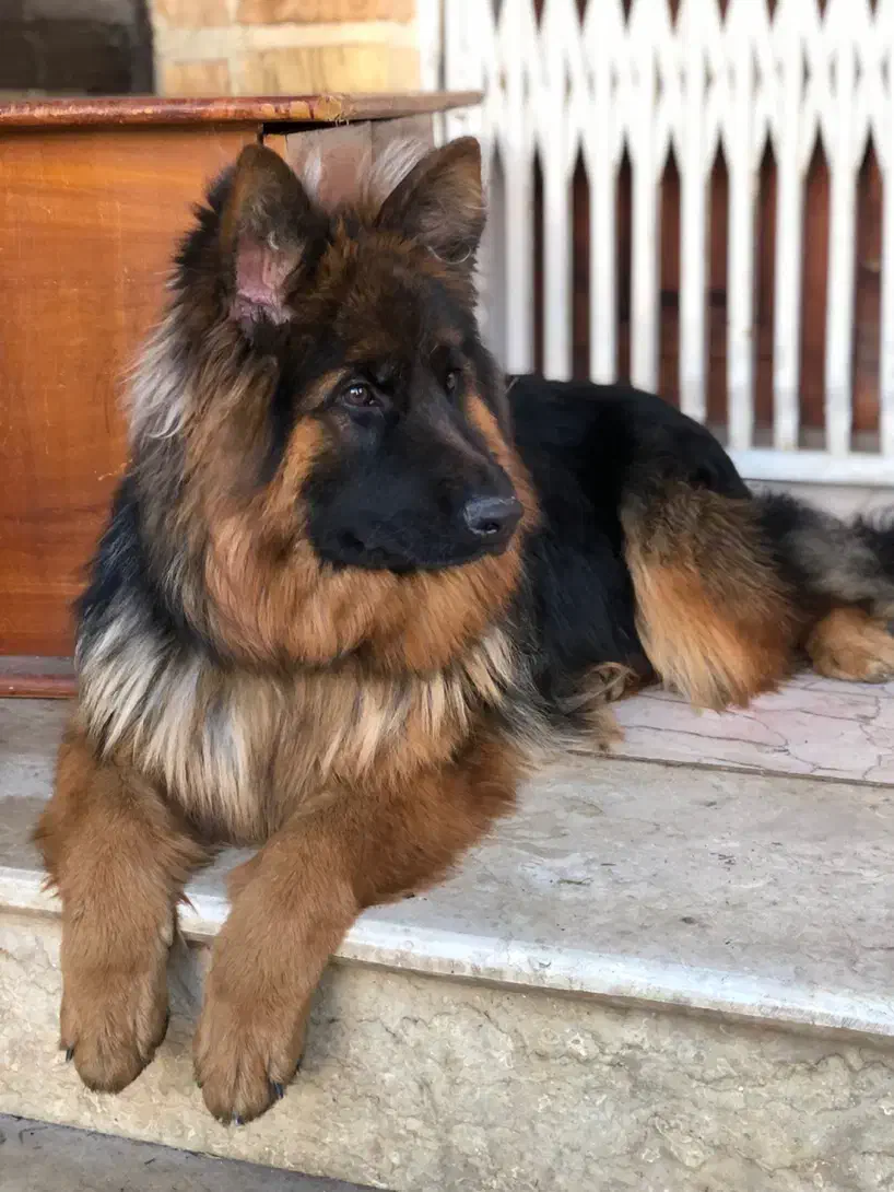 ژرمن شولاین موبلند ۸ ماهه ماده تربیت شده|سگ|نوشهر, |دیوار