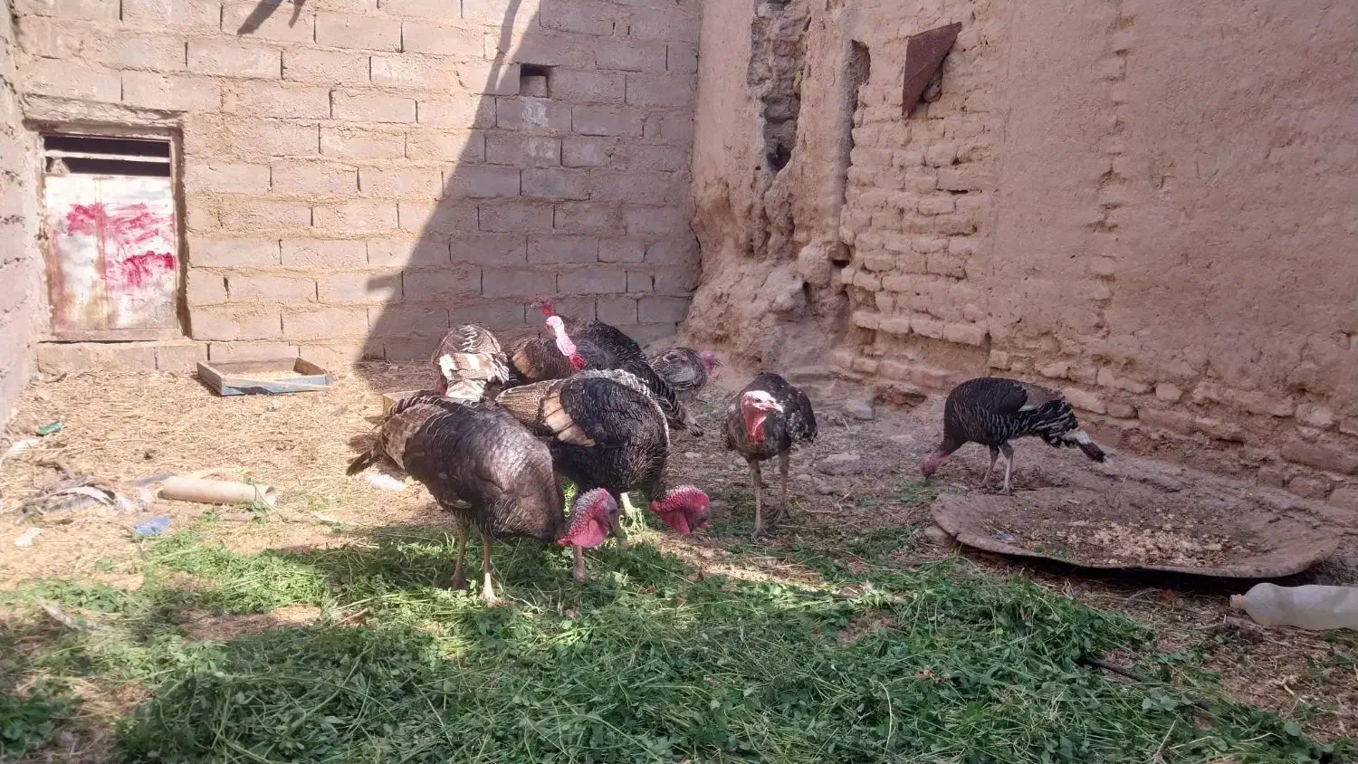 چهار جفت بقلمون محلی یک ساله|حیوانات مزرعه|خمک, |دیوار