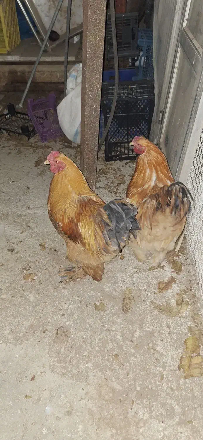 خروس برهما|حیوانات مزرعه|اقبالیه, |دیوار