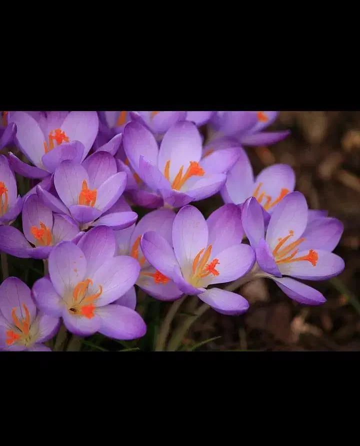 توضیح زعفران|گل و گیاه طبیعی|فریمان, |دیوار