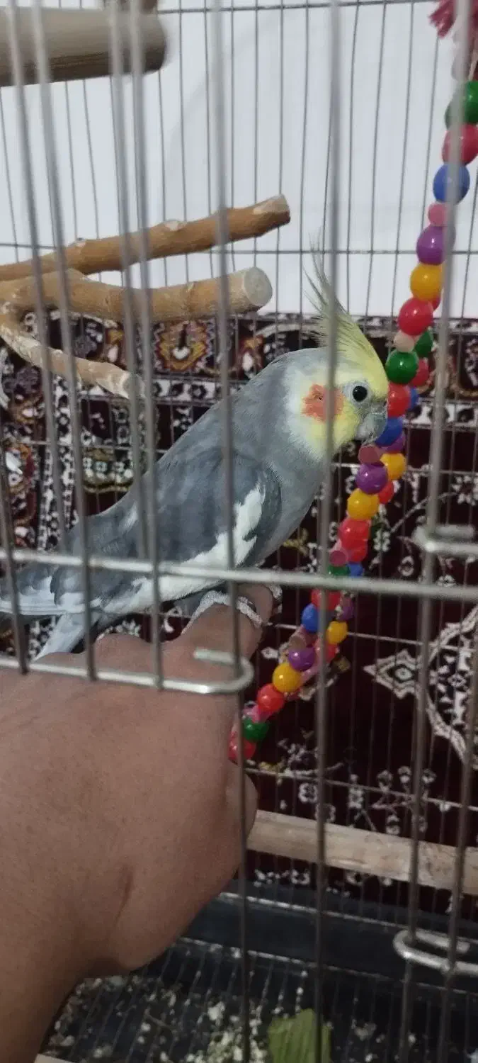 عروس هلندی و مرغ لاری|پرنده|قیدار, |دیوار