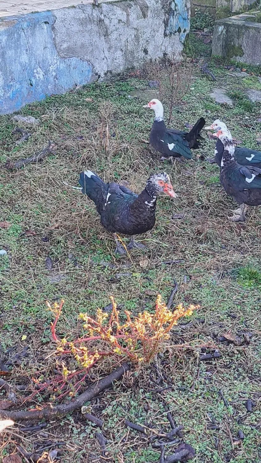 اردک و بوقلمون|حیوانات مزرعه|پره‌سر, |دیوار