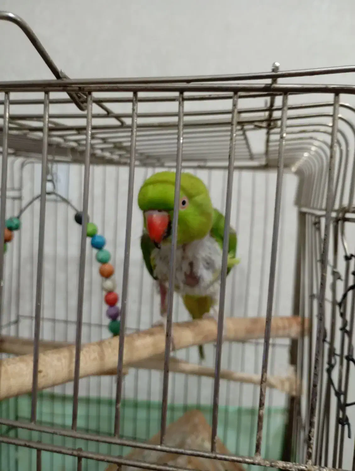 طوطی ملنگو ماده|پرنده|قدس, شهرقدس|دیوار