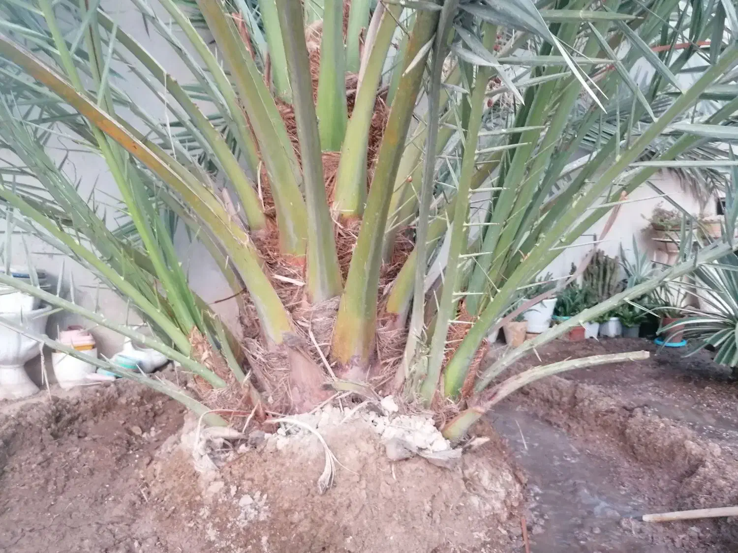 دمیت برحی اصل اروندی|گل و گیاه طبیعی|برازجان, |دیوار