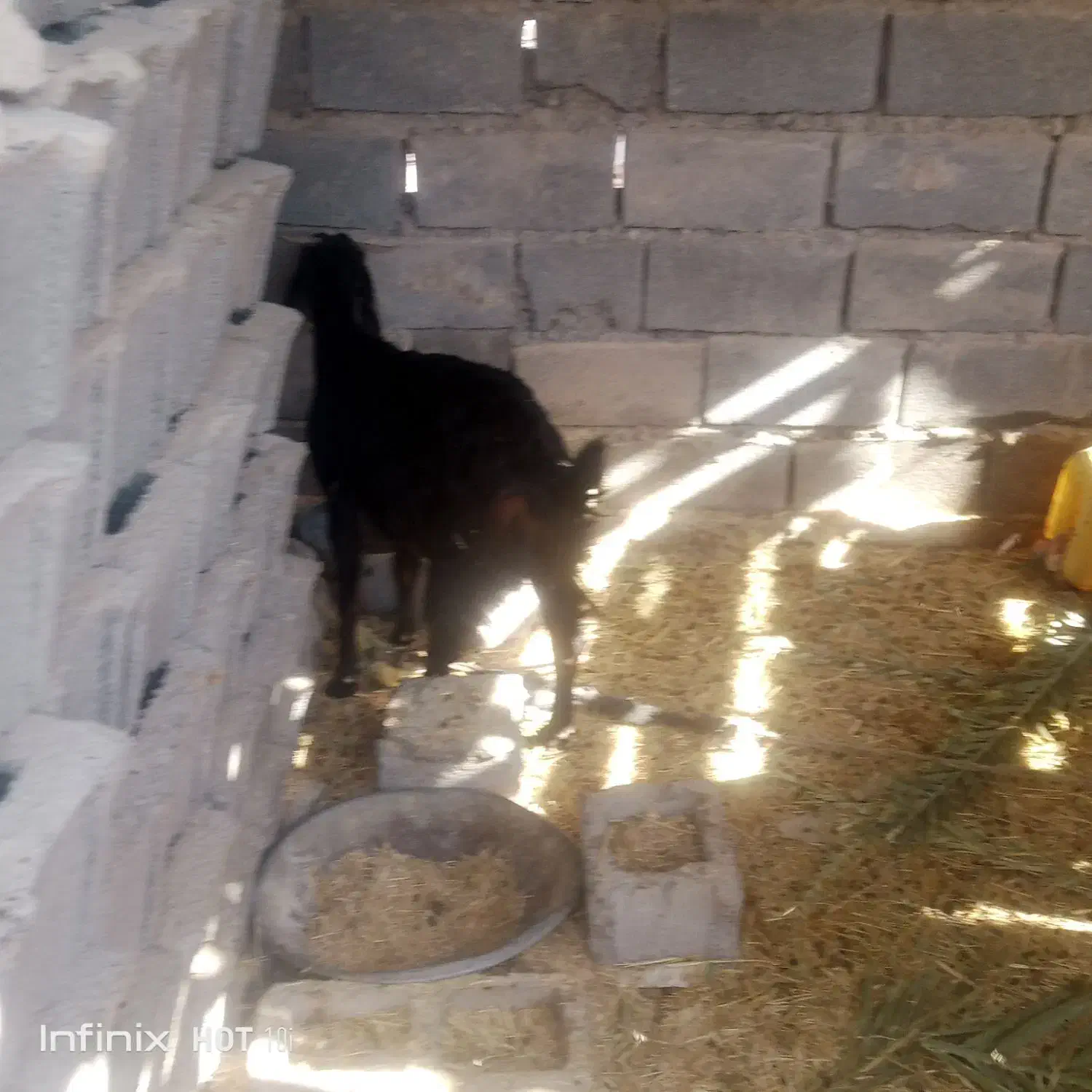 گوسفند|حیوانات مزرعه|دامن, |دیوار