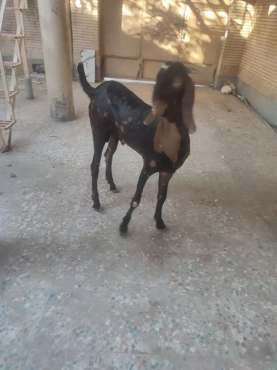 پنجاب دورگ قد بلند|حیوانات مزرعه|چابهار, |دیوار