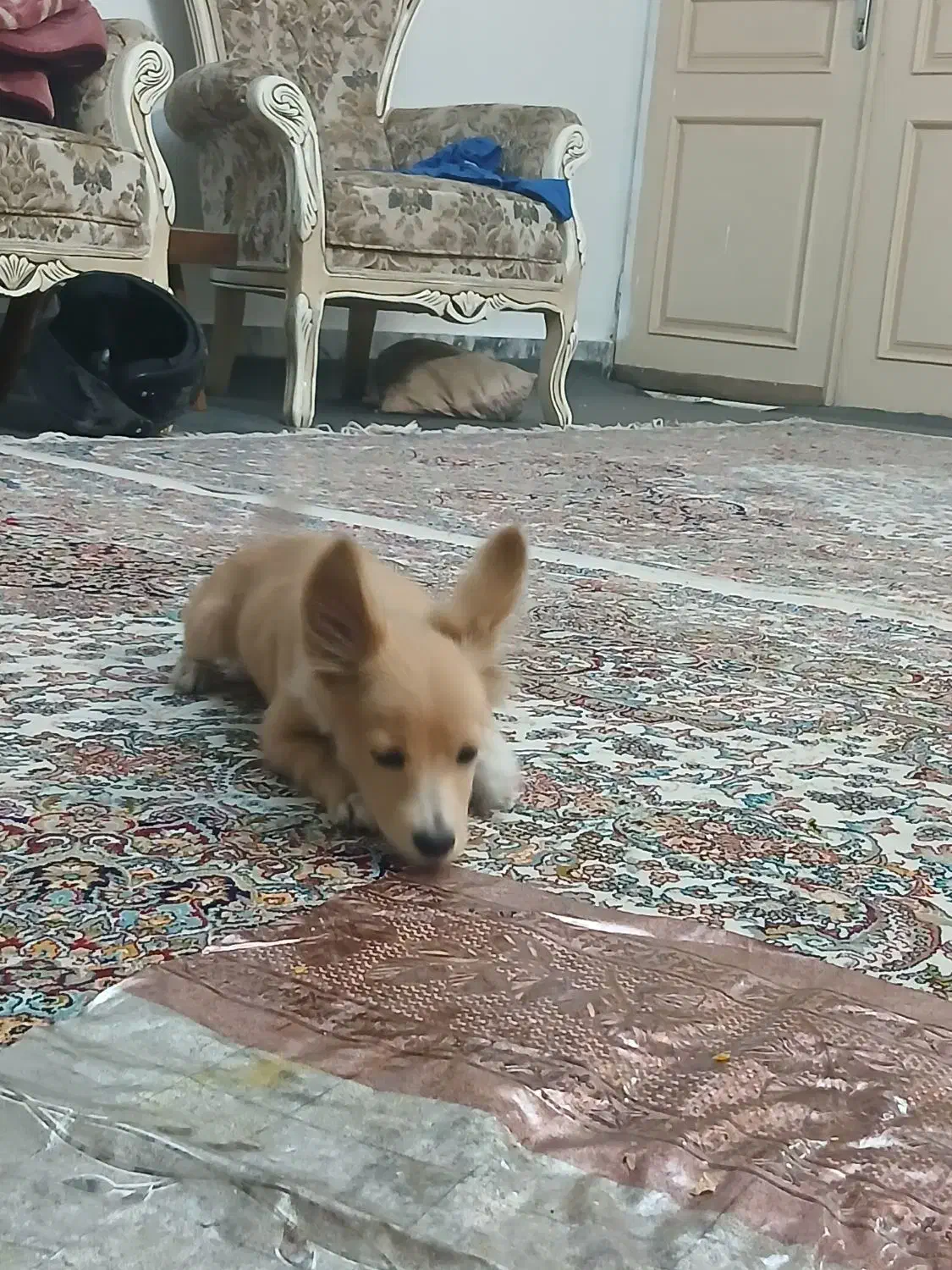 سگ گم شده هرکسی تحویل بده مژدگانی|سگ|مشهد, سرافرازان|دیوار