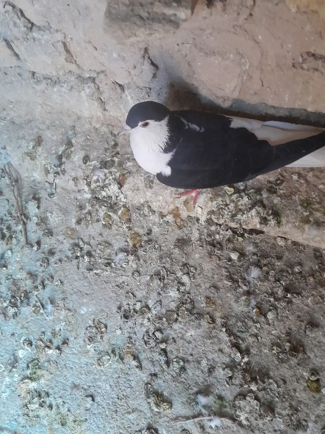 دوتاحیوان فروشی|پرنده|اسفراین, |دیوار