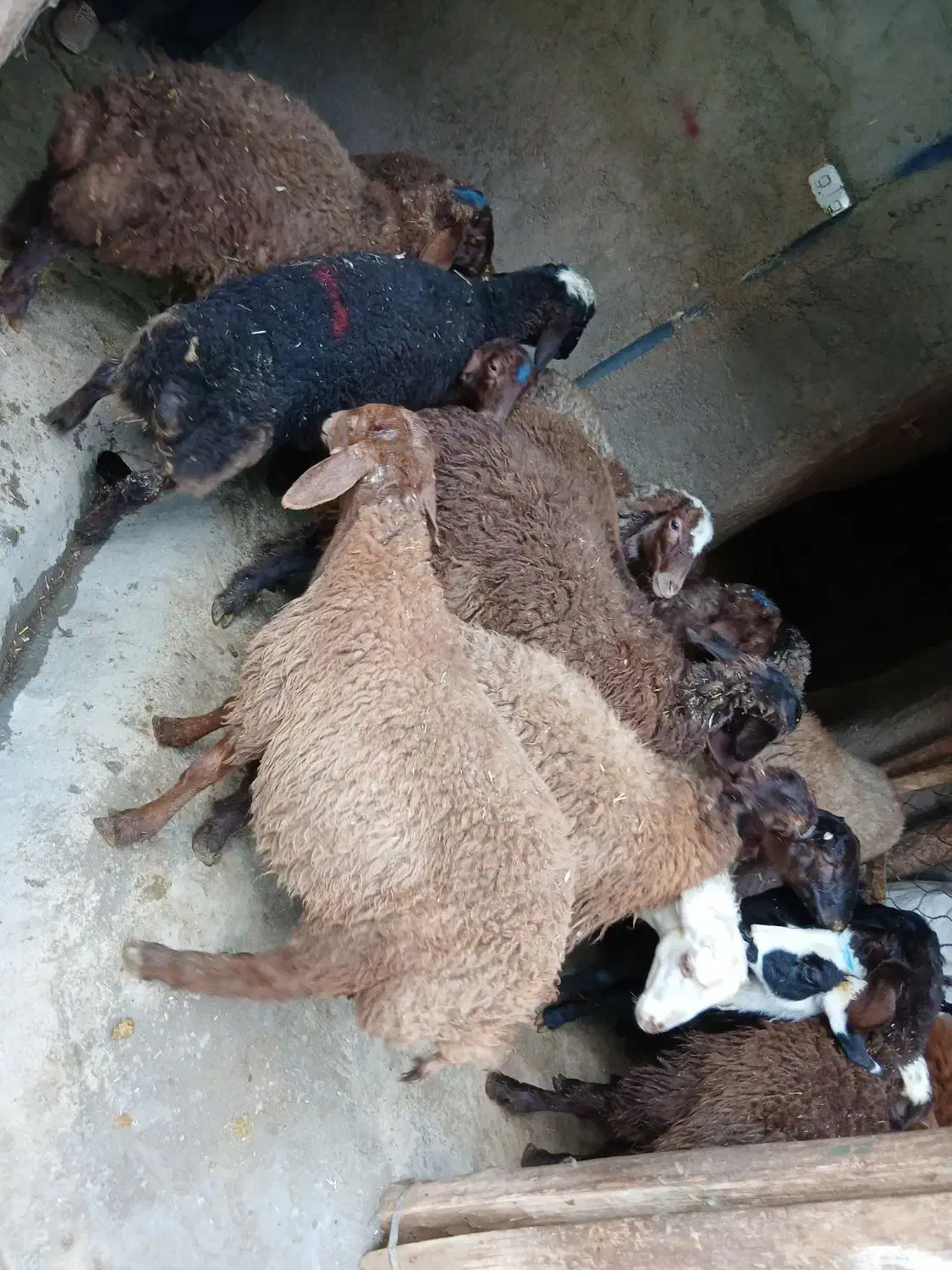 بره نره مهربان۲۵ عدد|حیوانات مزرعه|اسدآباد, |دیوار