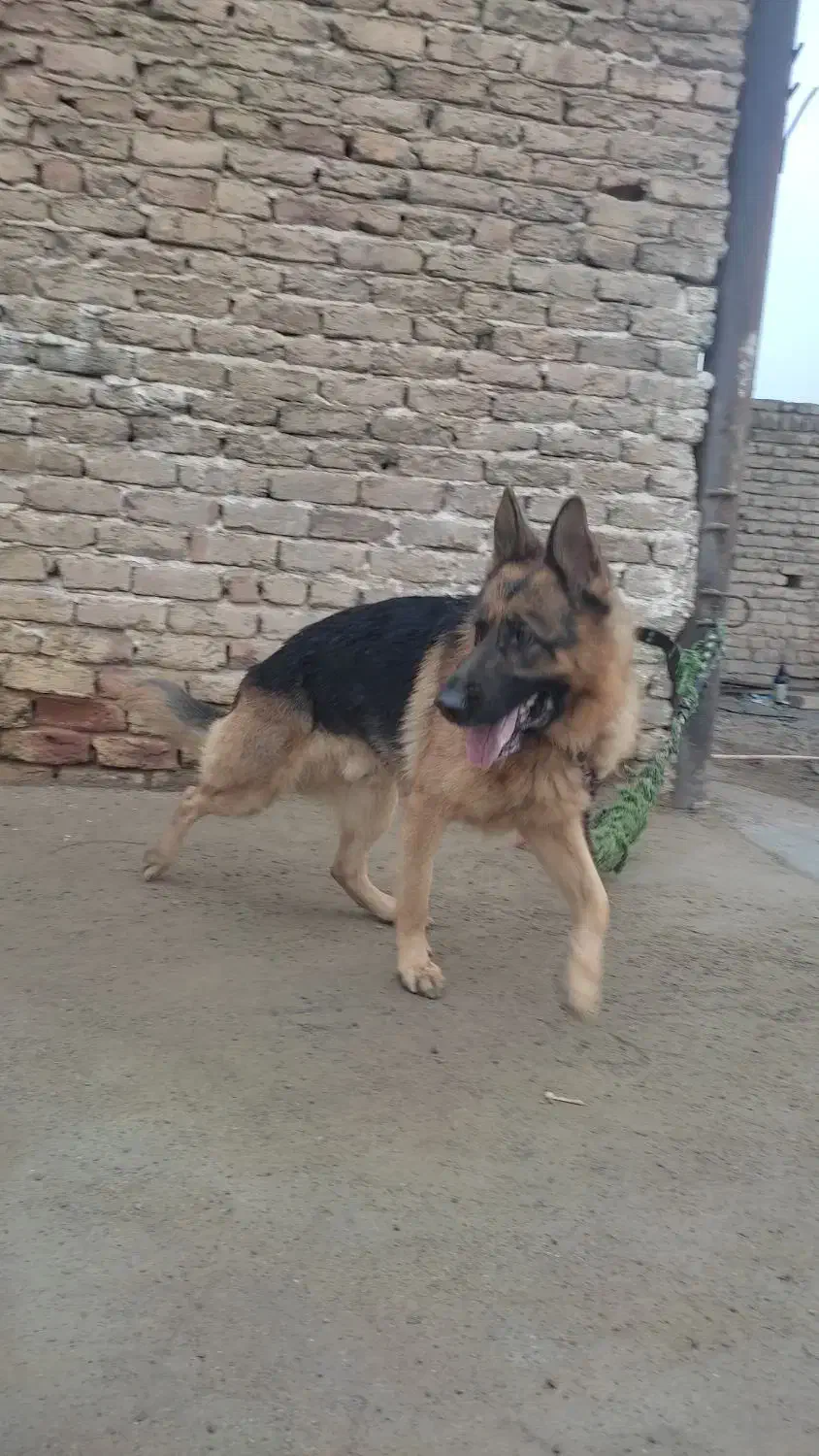 سگ اصیل ژرمن شپرد نر شناسنامه دار|سگ|ساوه, |دیوار