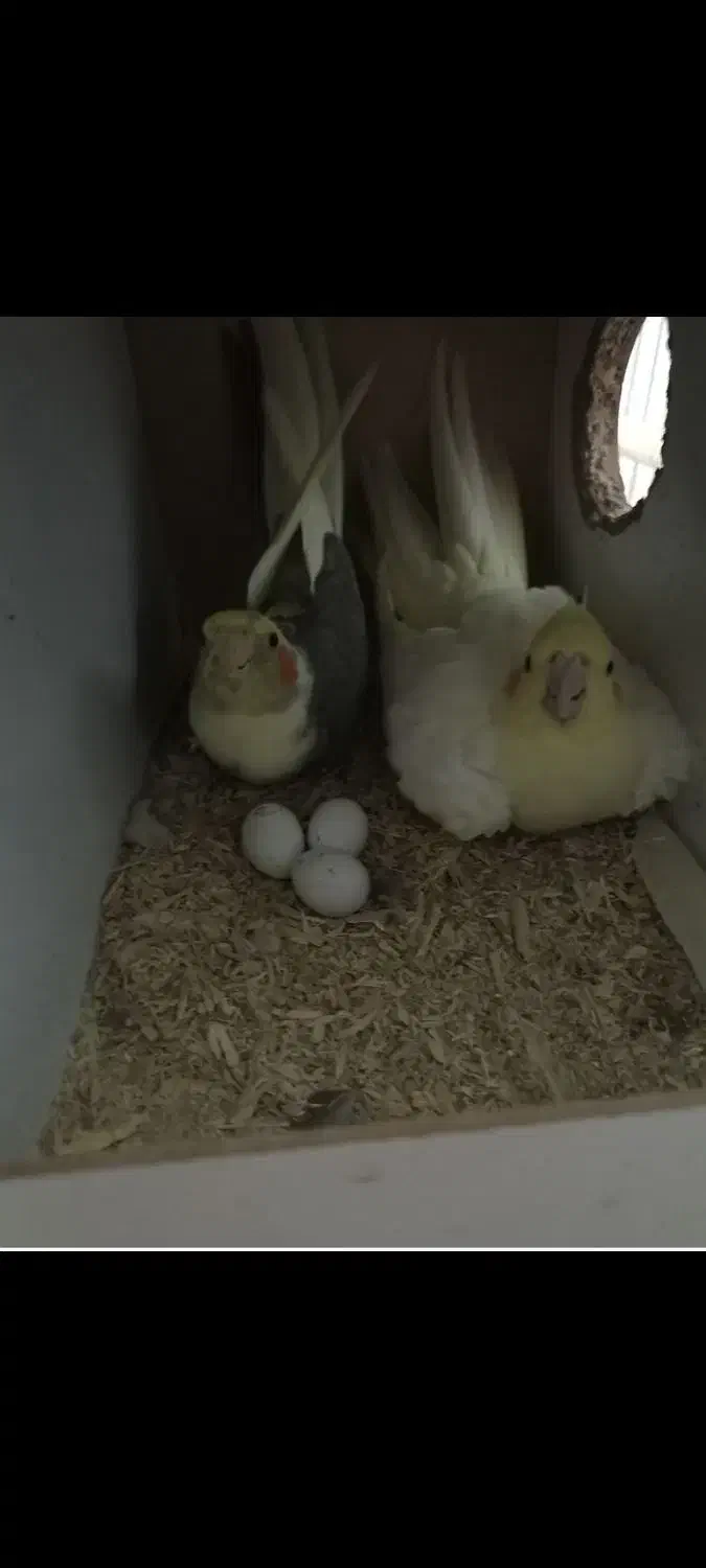 عروس هلندی مولد|پرنده|قم, علی آباد سعدگان|دیوار