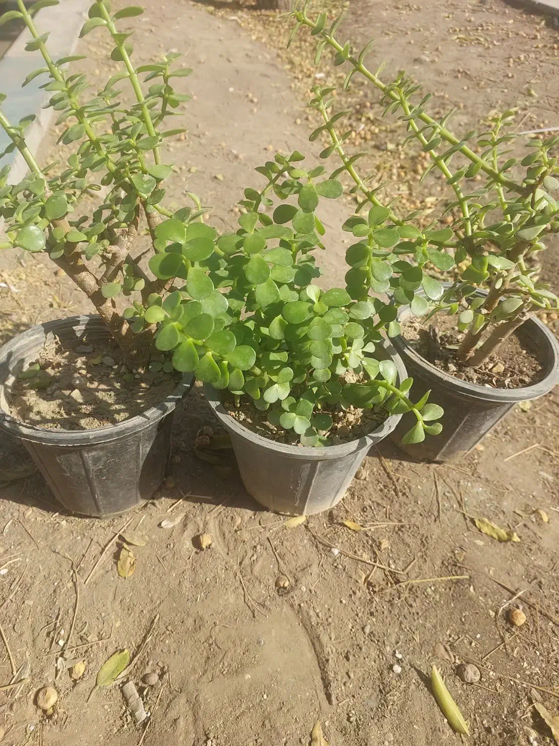 گل و گیاه حراج به قیمت عمده|گل و گیاه طبیعی|چهاردانگه (تهران), |دیوار