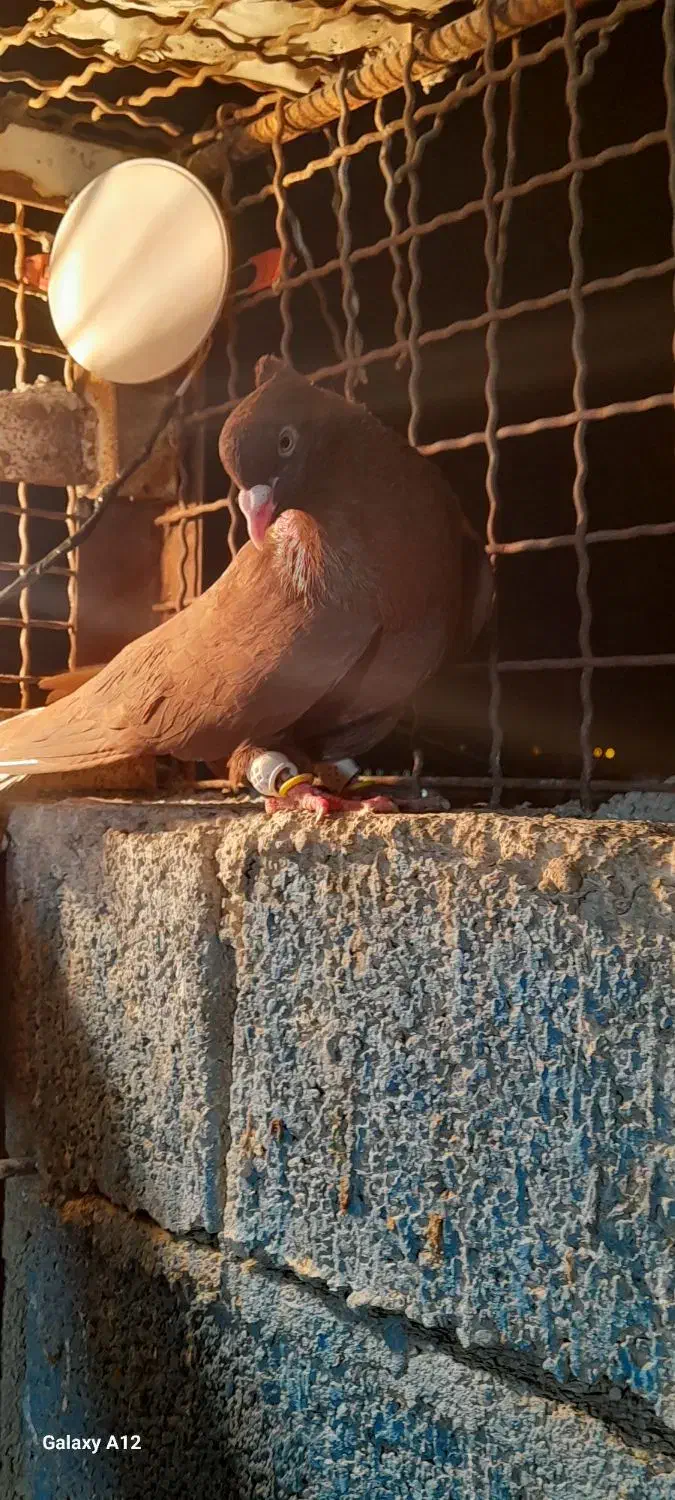 سرخ دم سفید نر|پرنده|سوسنگرد, |دیوار