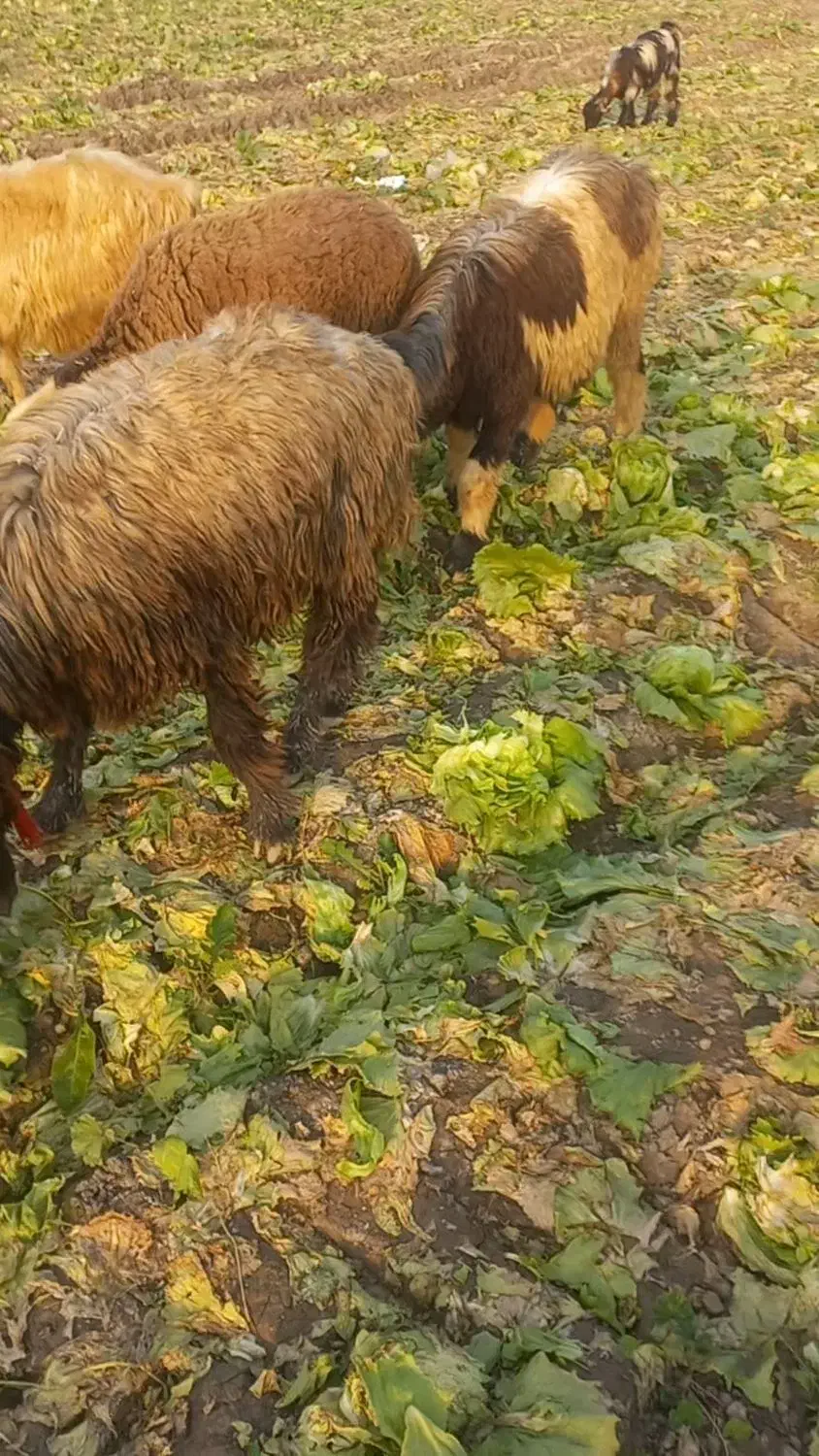 گوسفند گمشده|حیوانات|شوش, |دیوار