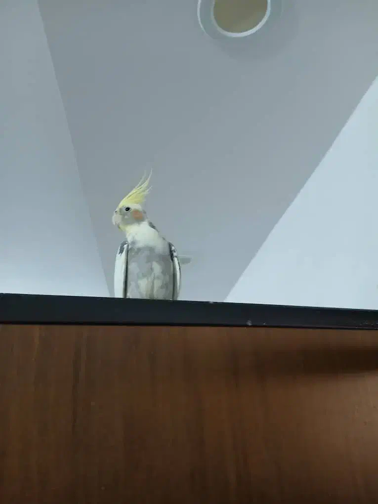 عروس هلندی|پرنده|رشت, پیرکلاچای|دیوار