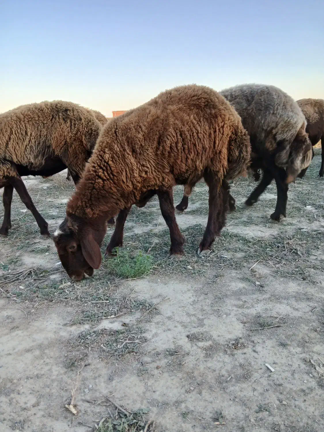 فروش یک راس توقلی حدود ۴۵ کیلو|حیوانات مزرعه|آق قلا, |دیوار