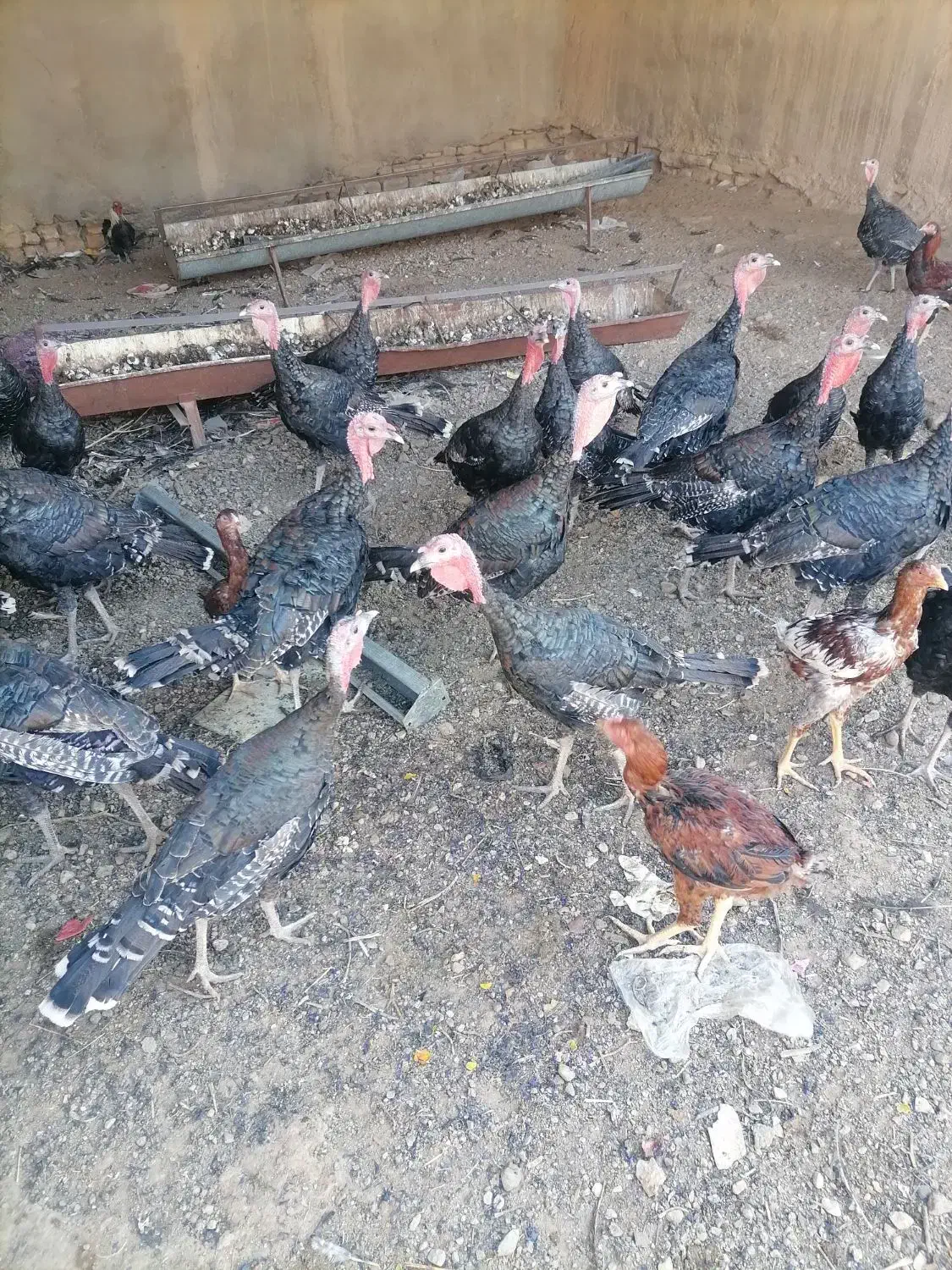 بوقلمون برنز|حیوانات مزرعه|تربت‌حیدریه, پائین ولایت|دیوار