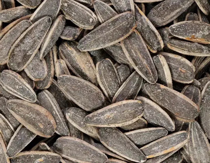 تخمه کدو وافتابگردان درجه یک|عمده‌فروشی|رشت, آب و برق|دیوار