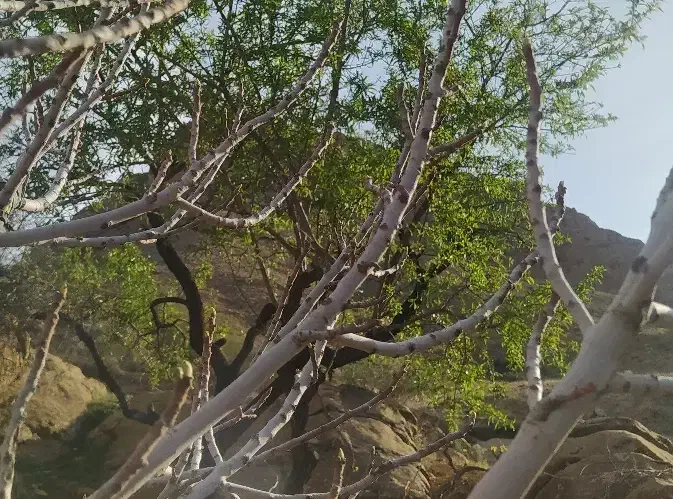 خونه ویلایی کلنگی سند دار|فروش خانه و ویلا|شیراز, سینما سعدی|دیوار