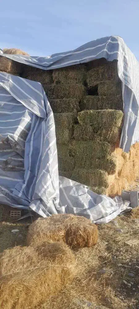 یونجه خشک|لوازم جانبی حیوانات|هشترود, |دیوار