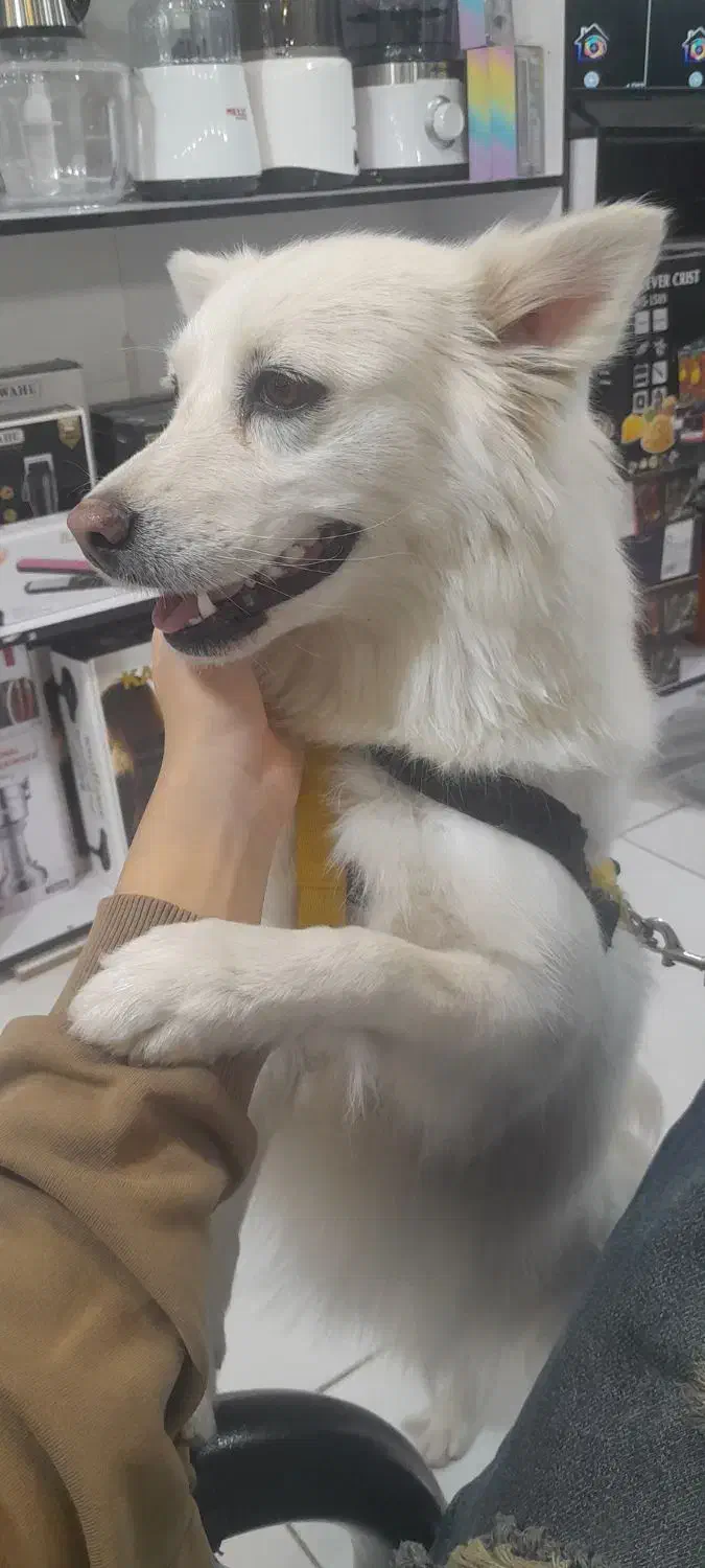 سگ  اشپیتنز|سگ|مرودشت, ژیان|دیوار