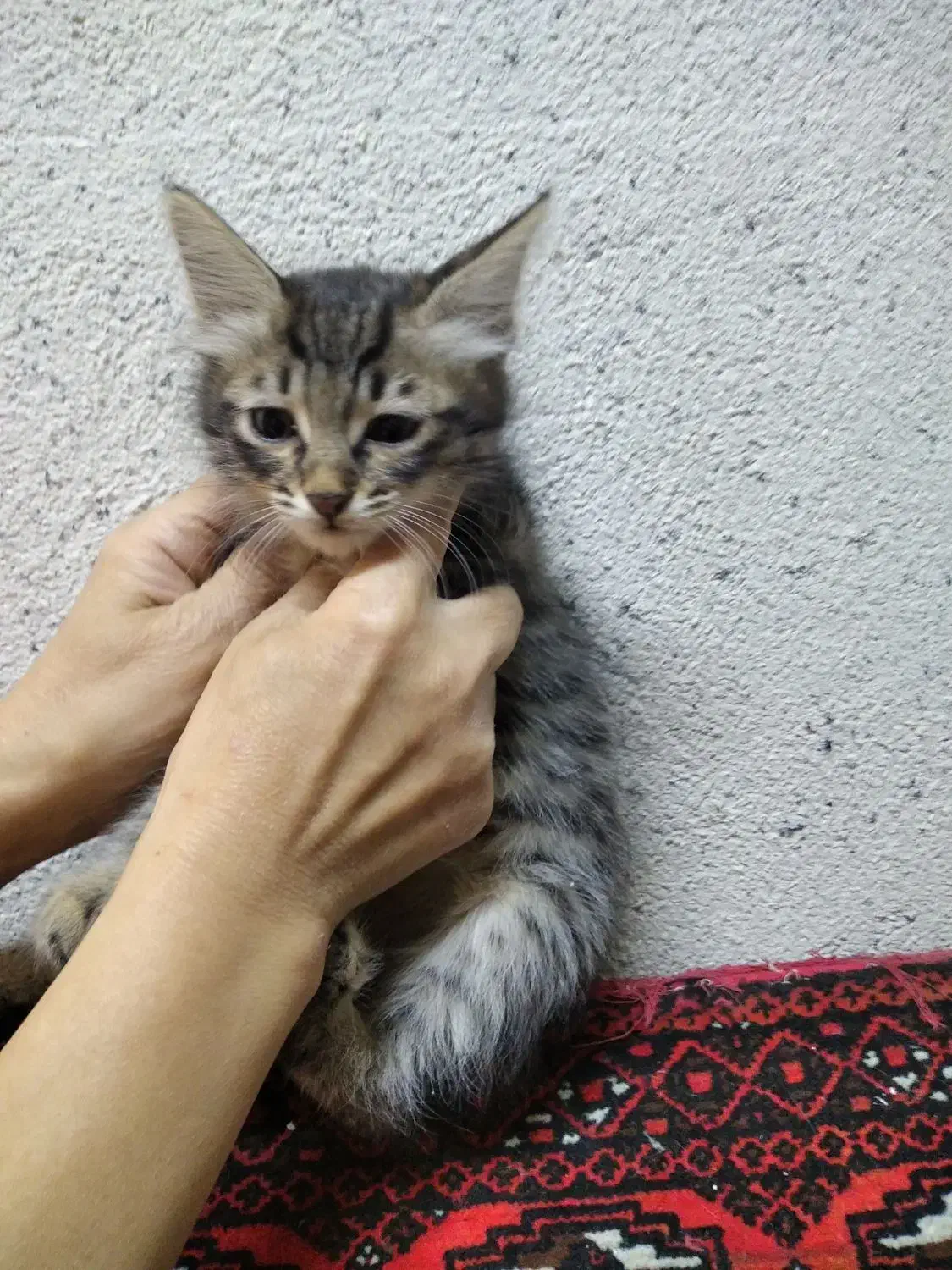 بچه گربه دو ماهه|گربه|تهران, دانشگاه شریف|دیوار