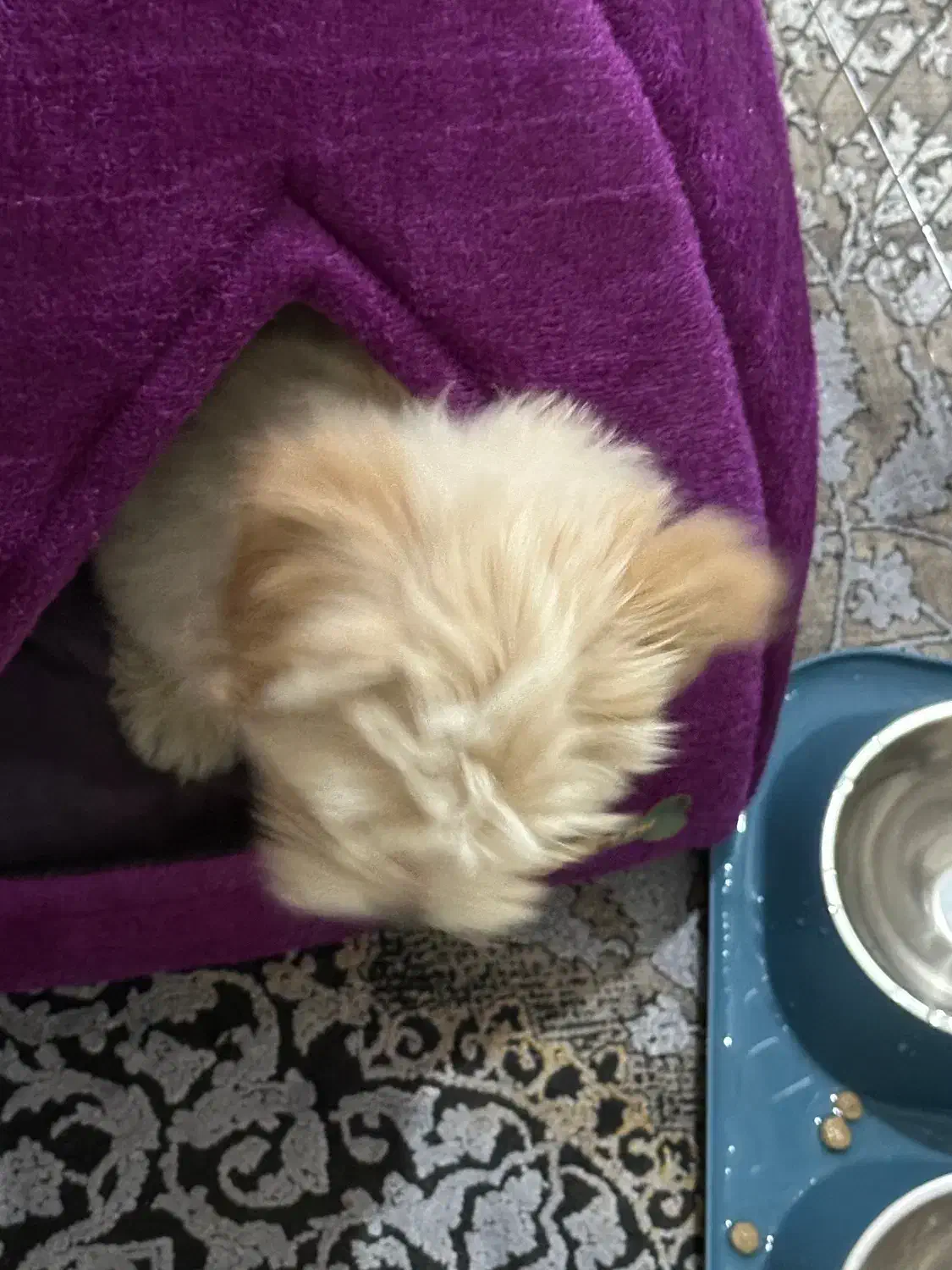 سگ نر|سگ|نهاوند, |دیوار