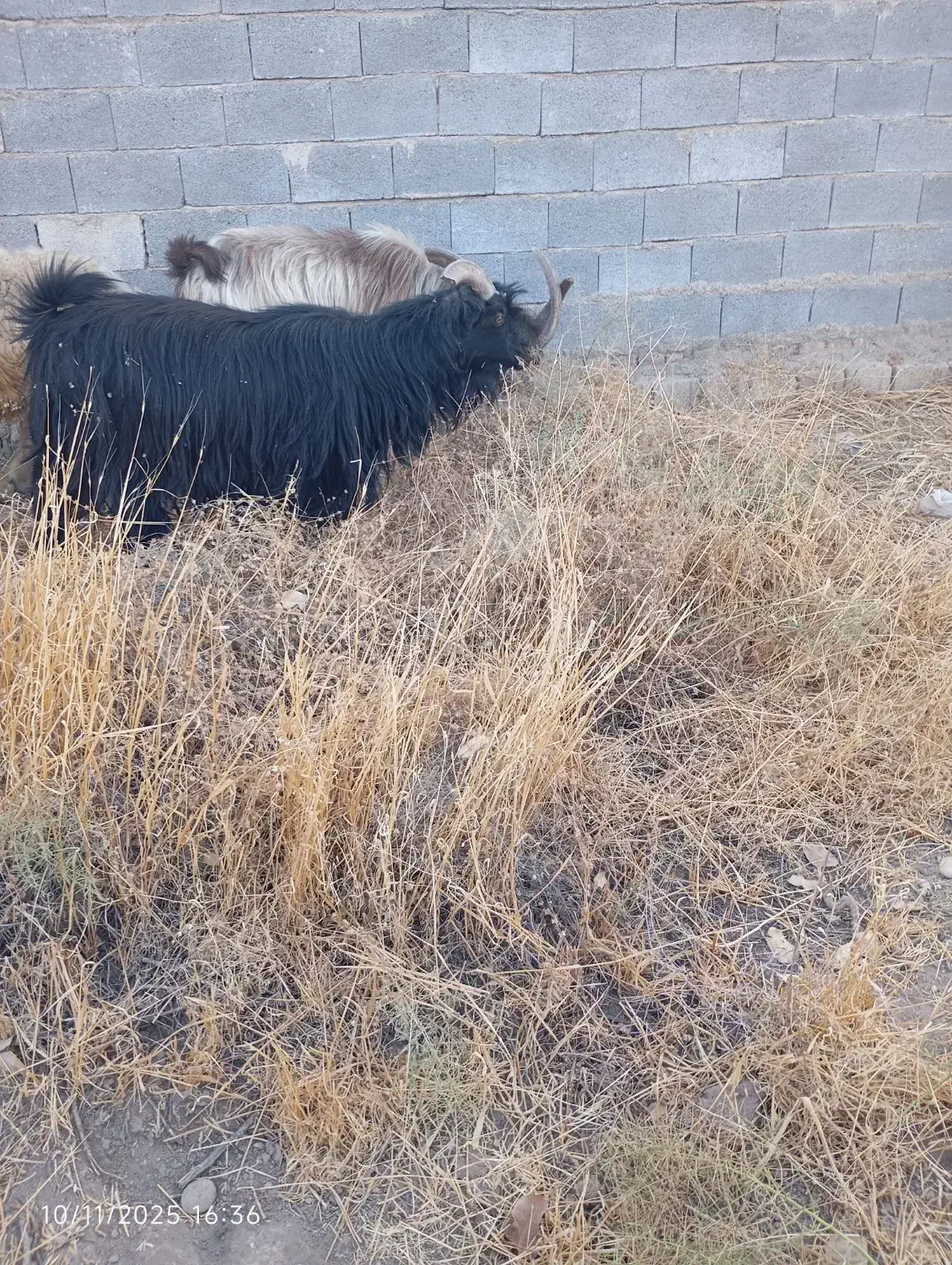 دوتا پازن|حیوانات مزرعه|شیراز, کرونی(خاتونک)|دیوار