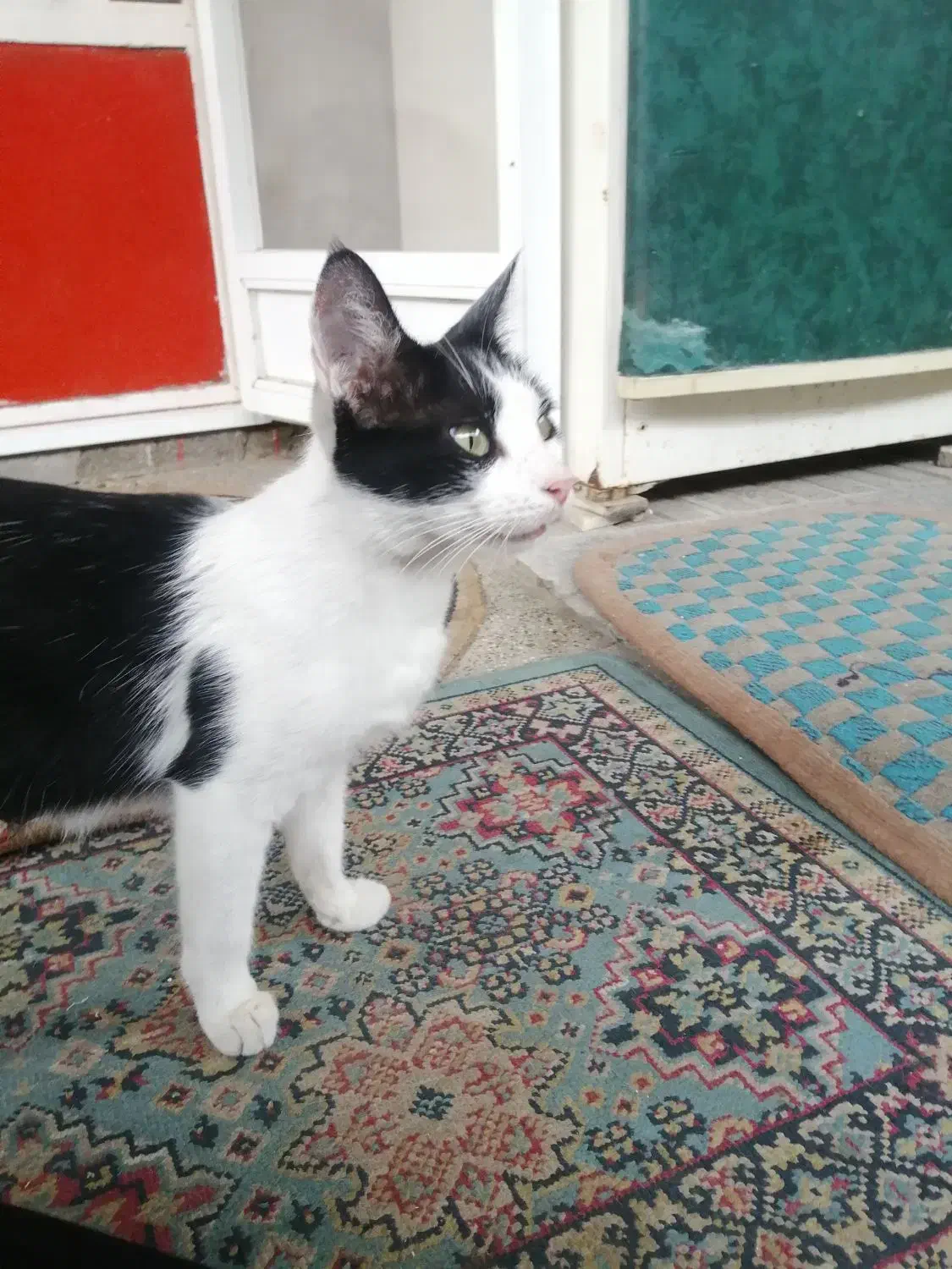 میووا مادر چند تا بچه گربه هستش چند روزه گمشده|حیوانات|مینودشت, |دیوار