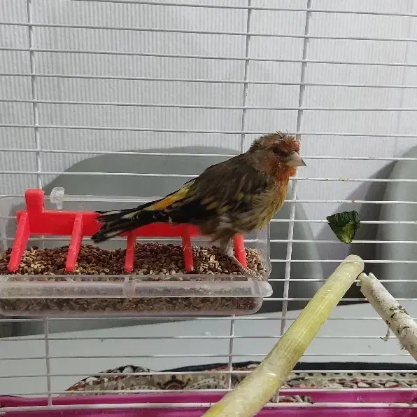 سهره قناری|پرنده|تهران, تهرانپارس شرقی|دیوار