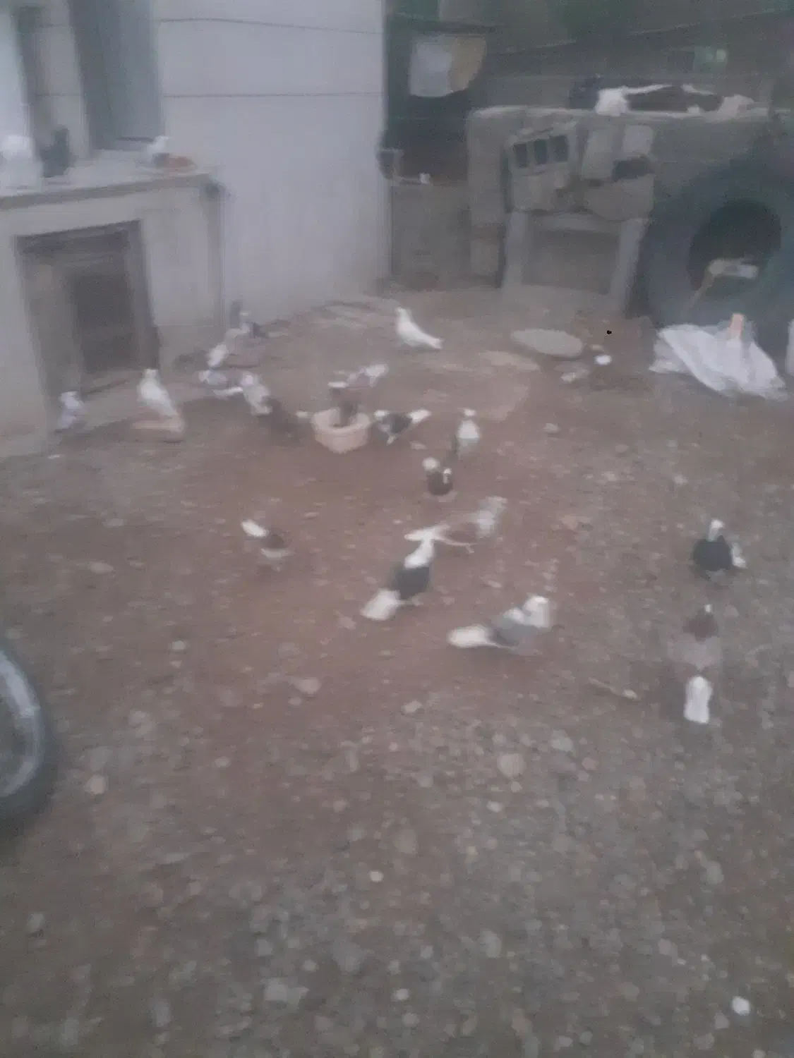 کبوتر فروشی|پرنده|سیمین شهر, |دیوار