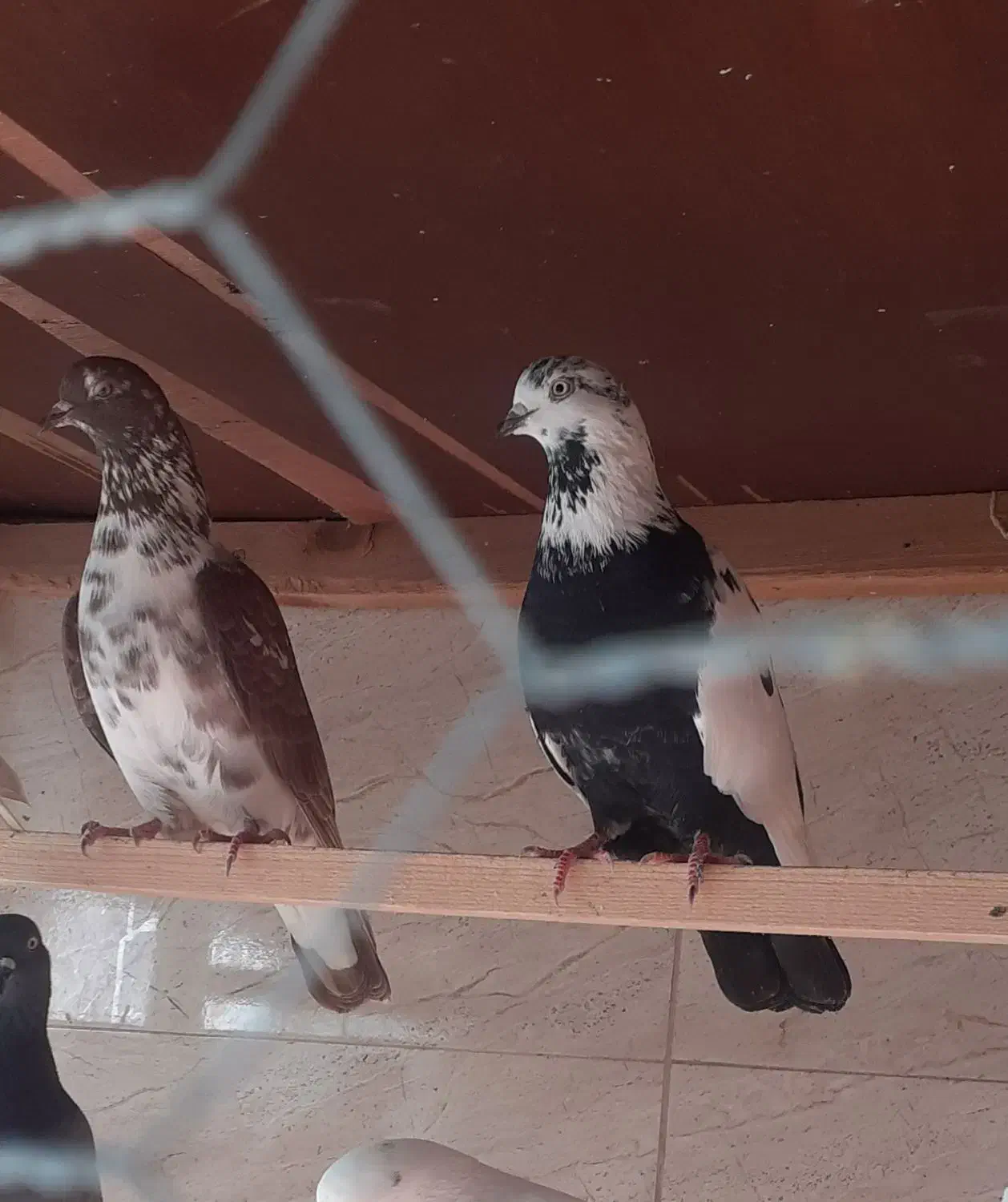 کبوتربچه های خط پایان|پرنده|لاهیجان, بازکیاگوراب|دیوار