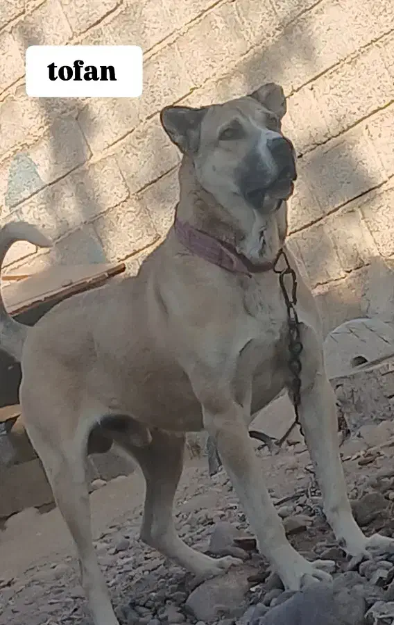 سگ سرابی|سگ|باسمنج, |دیوار