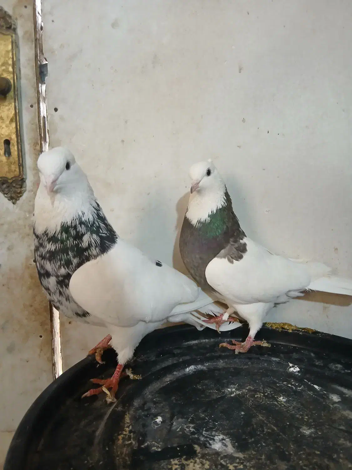 جفتی طوقی|پرنده|بجنورد, |دیوار