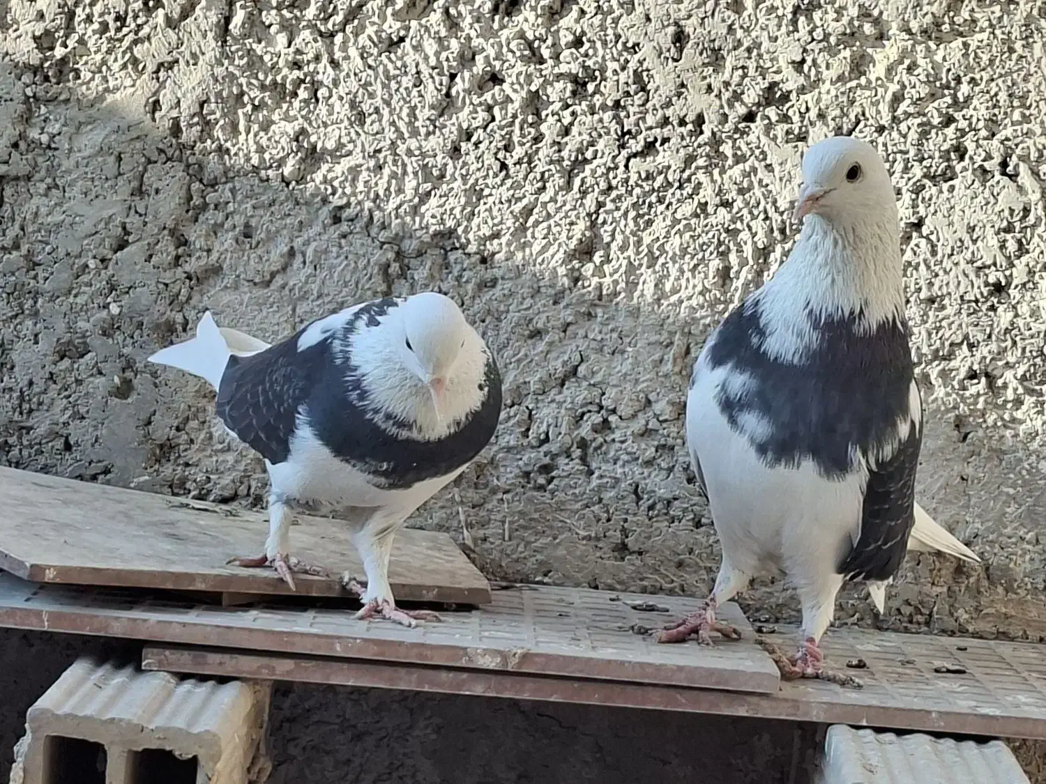 بلندپروازان آسمان|پرنده|مشکین‌دشت, |دیوار