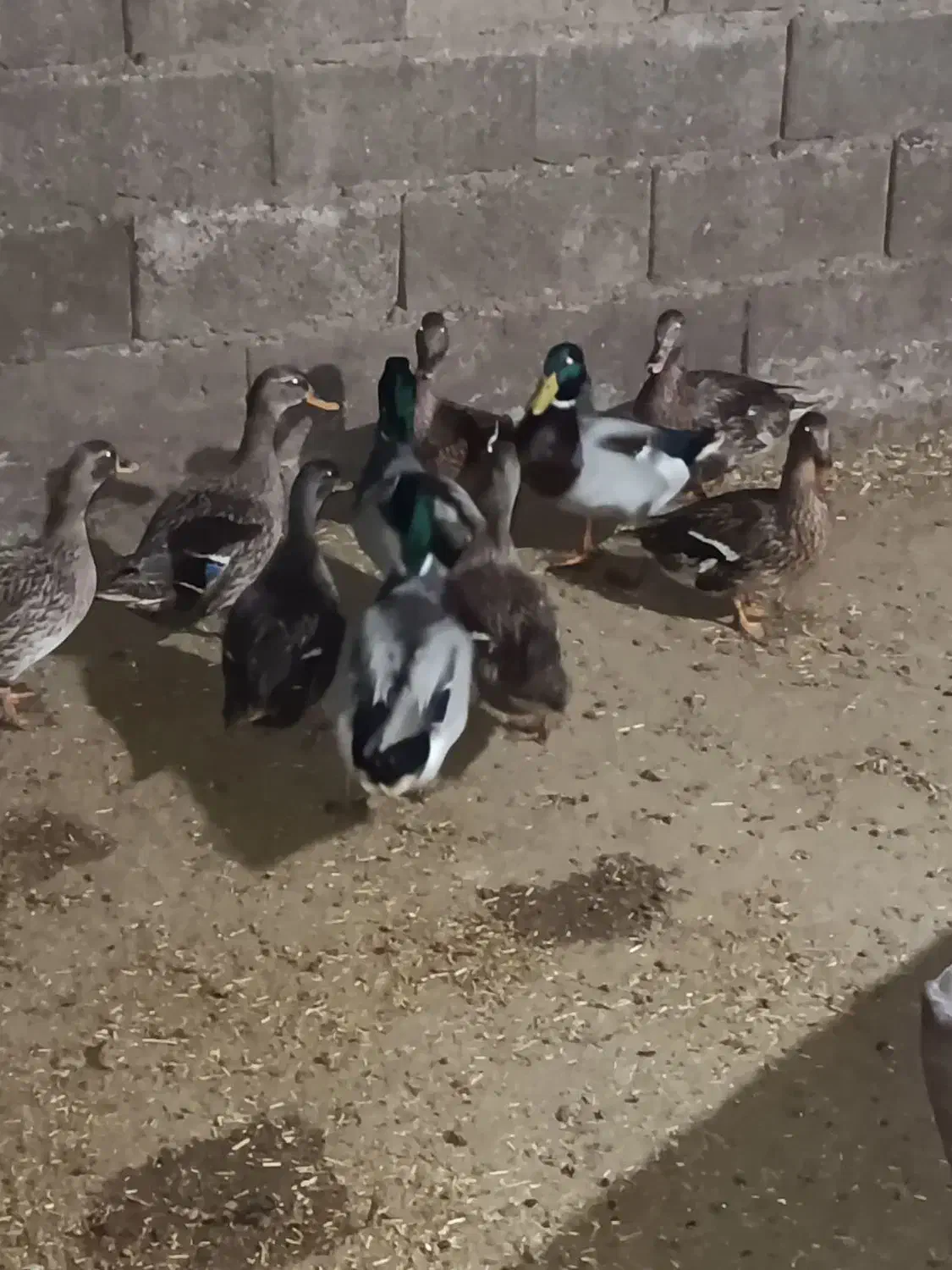 اردک وحشی کله سبز|حیوانات مزرعه|علی‌آباد کتول, |دیوار