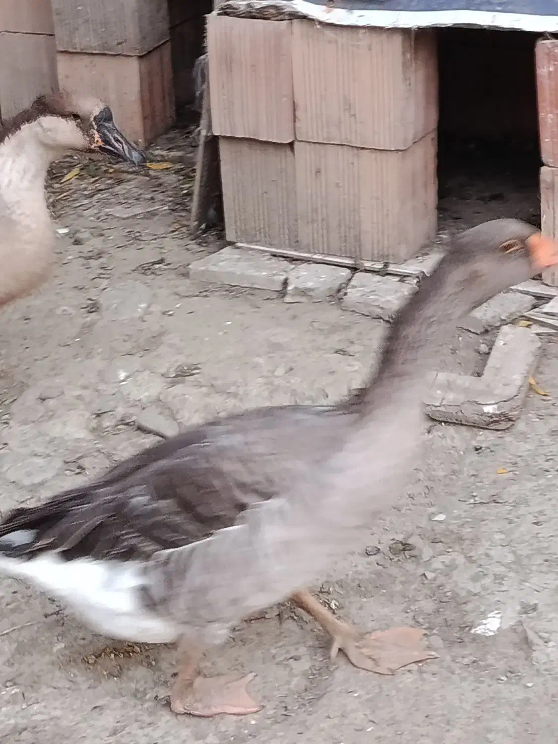 او غو قاز|پرنده|سیجوال, |دیوار