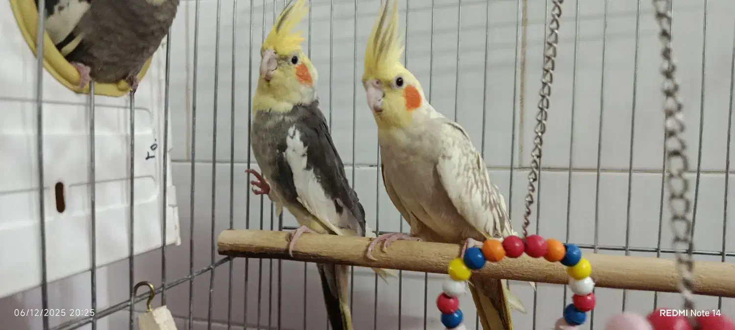 عروس هلندی جفت با سه تا جوجه|پرنده|نوبران, |دیوار