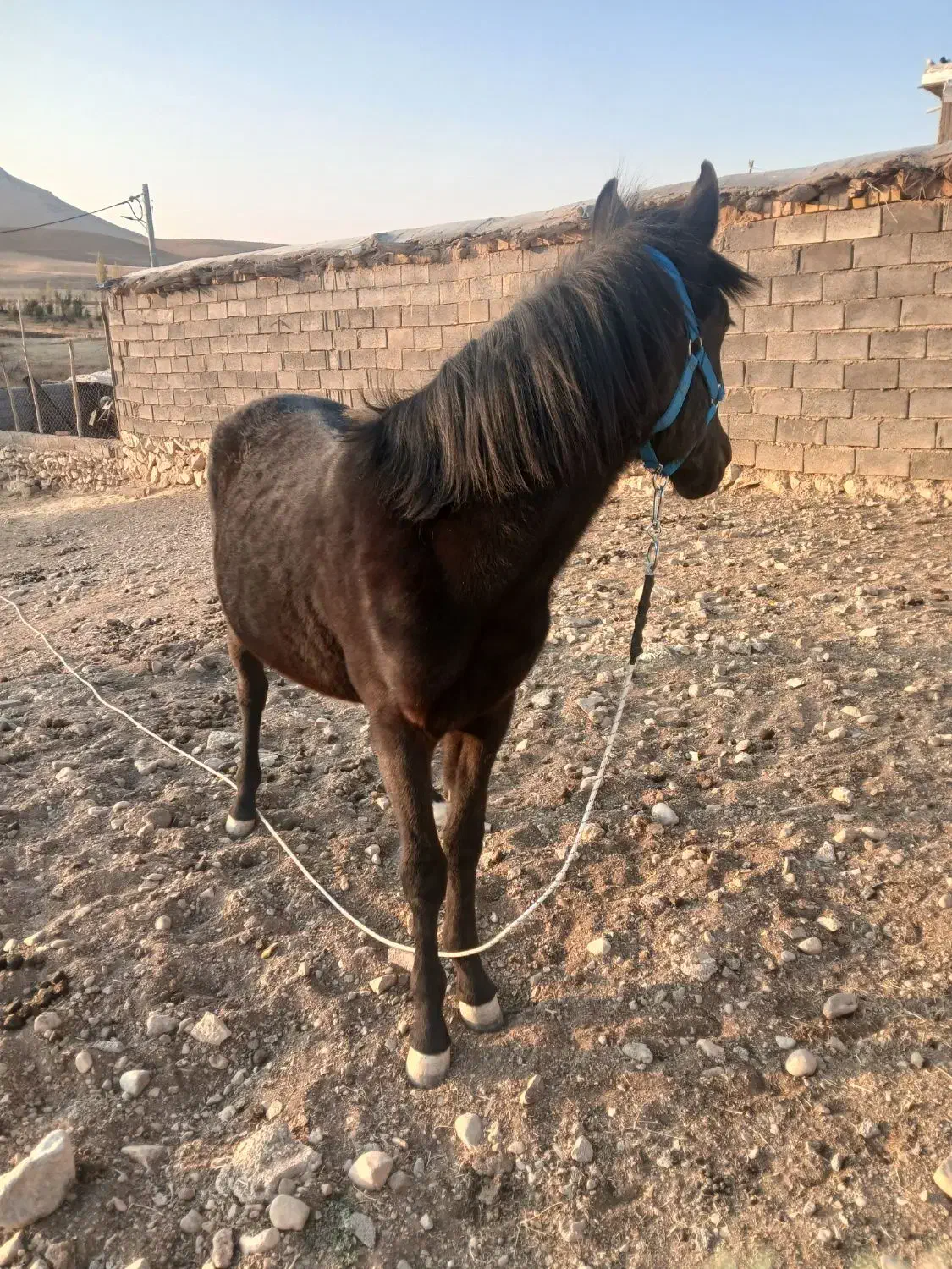 کره اسب فروشی|اسب و تجهیزات اسبسواری|شهرضا, |دیوار