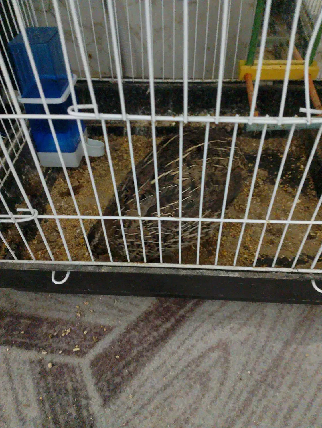 بلدرچین|پرنده|مشهد, رضاییه|دیوار